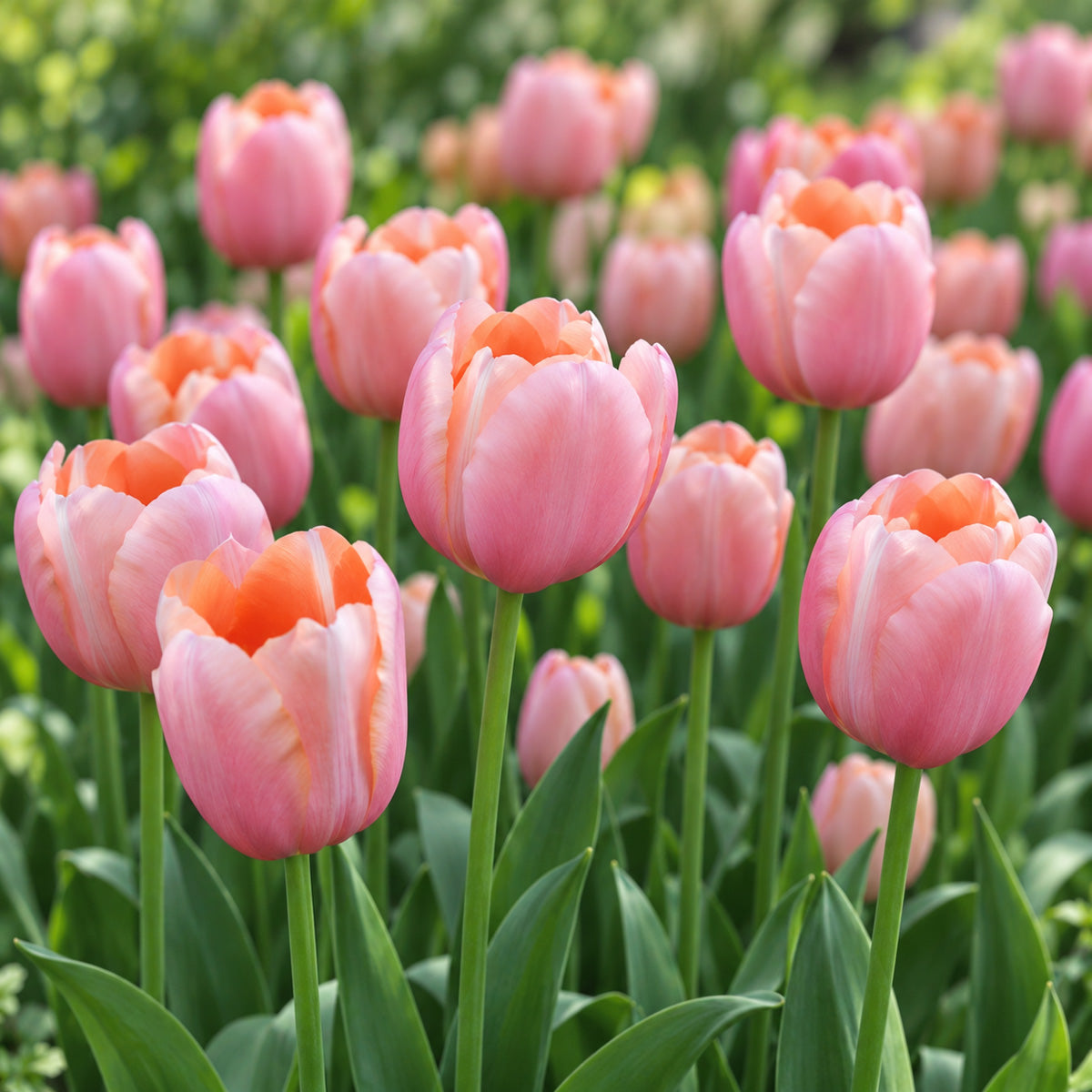 Tulip Menton