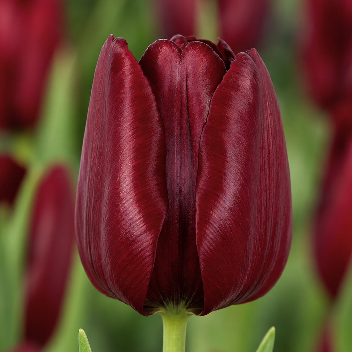 Tulip Mascara