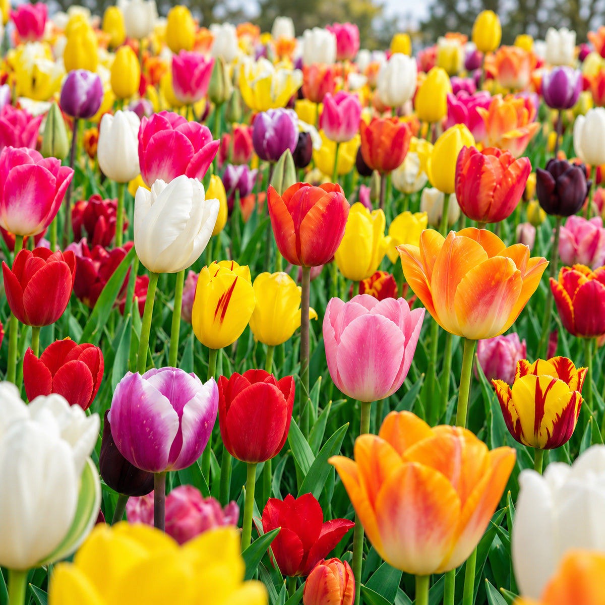 Tulip Regular Mixed