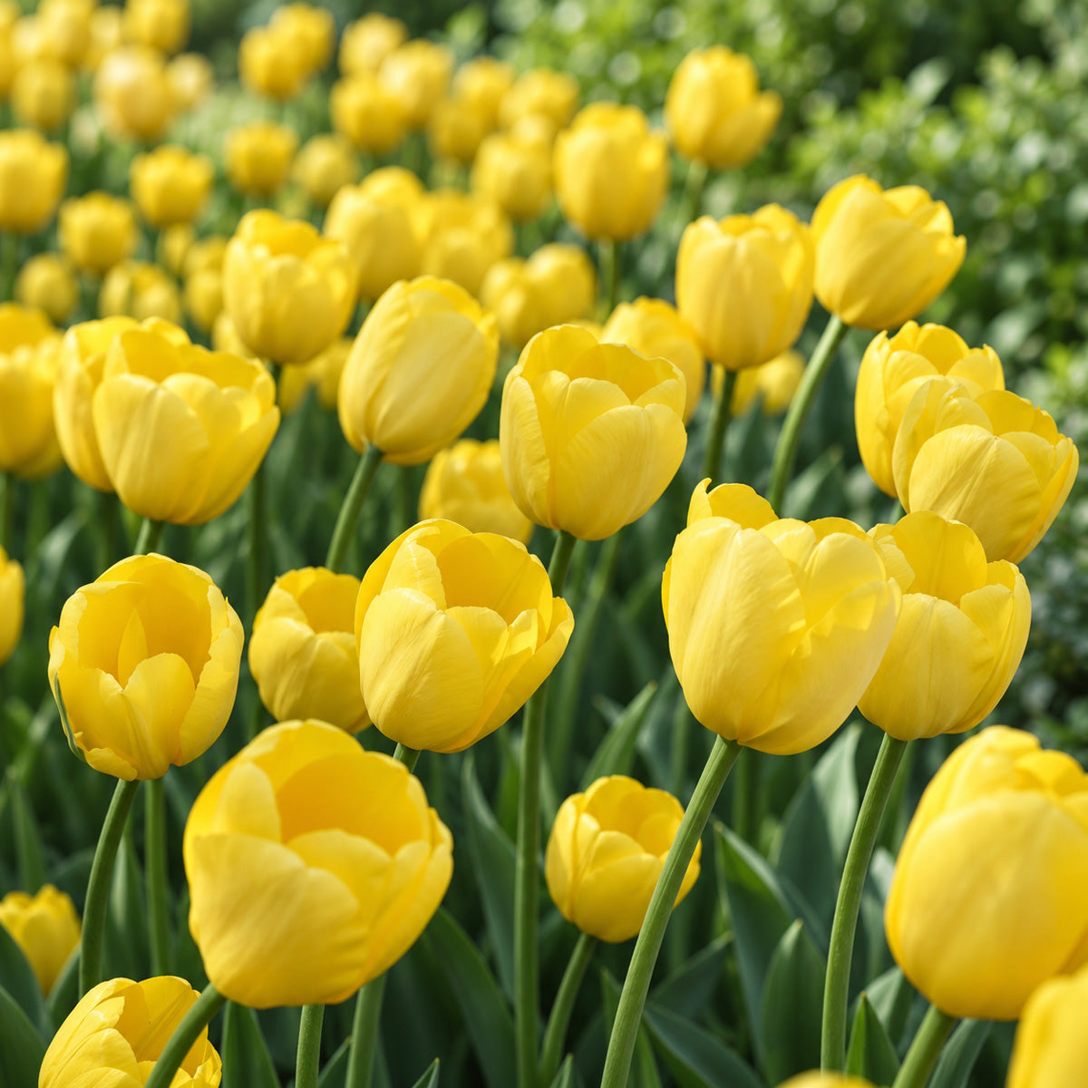 Tulip Novi Sun