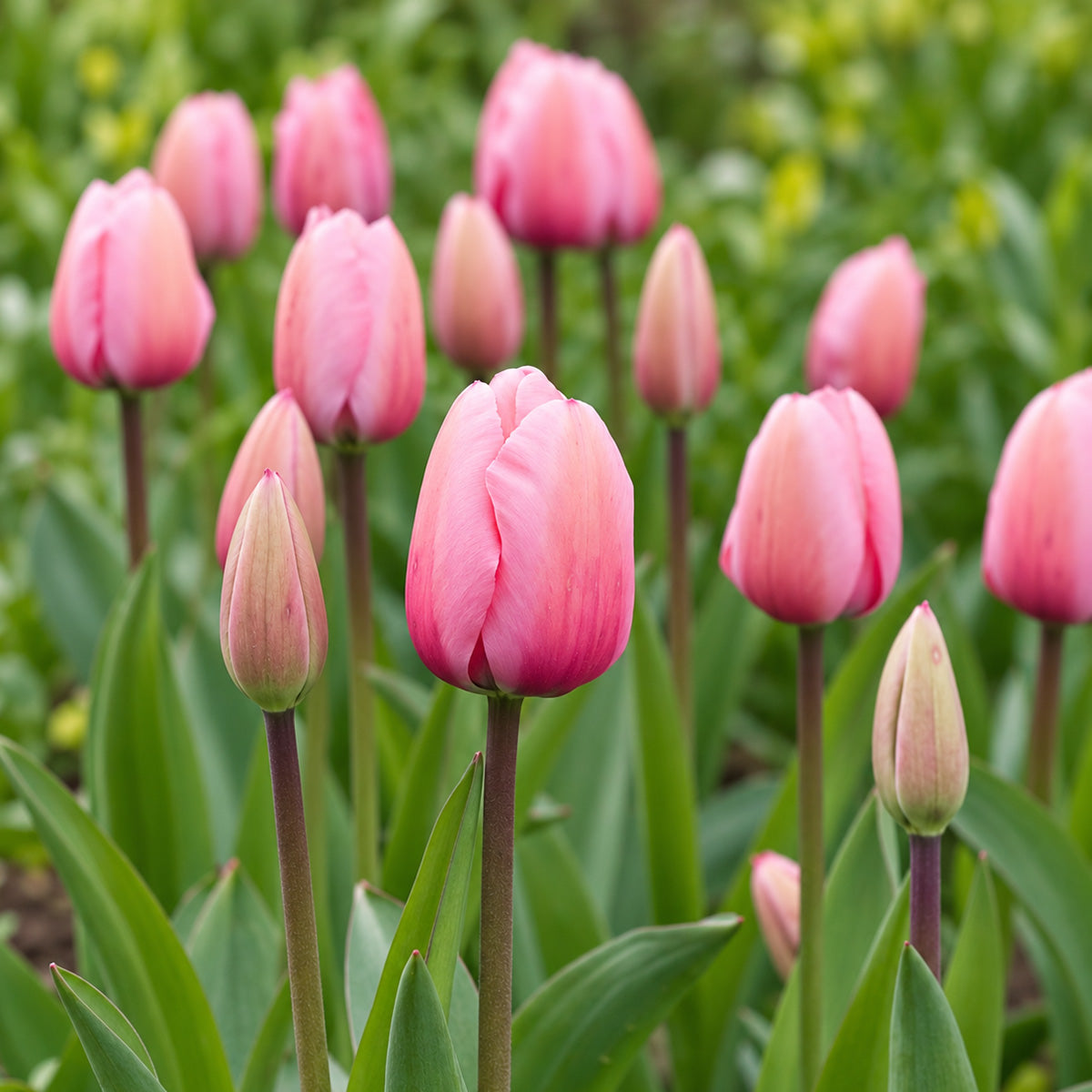 Tulip Pink Impression