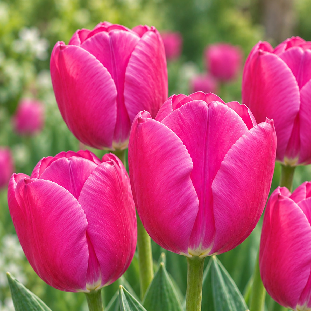 Tulip Pink Ardour