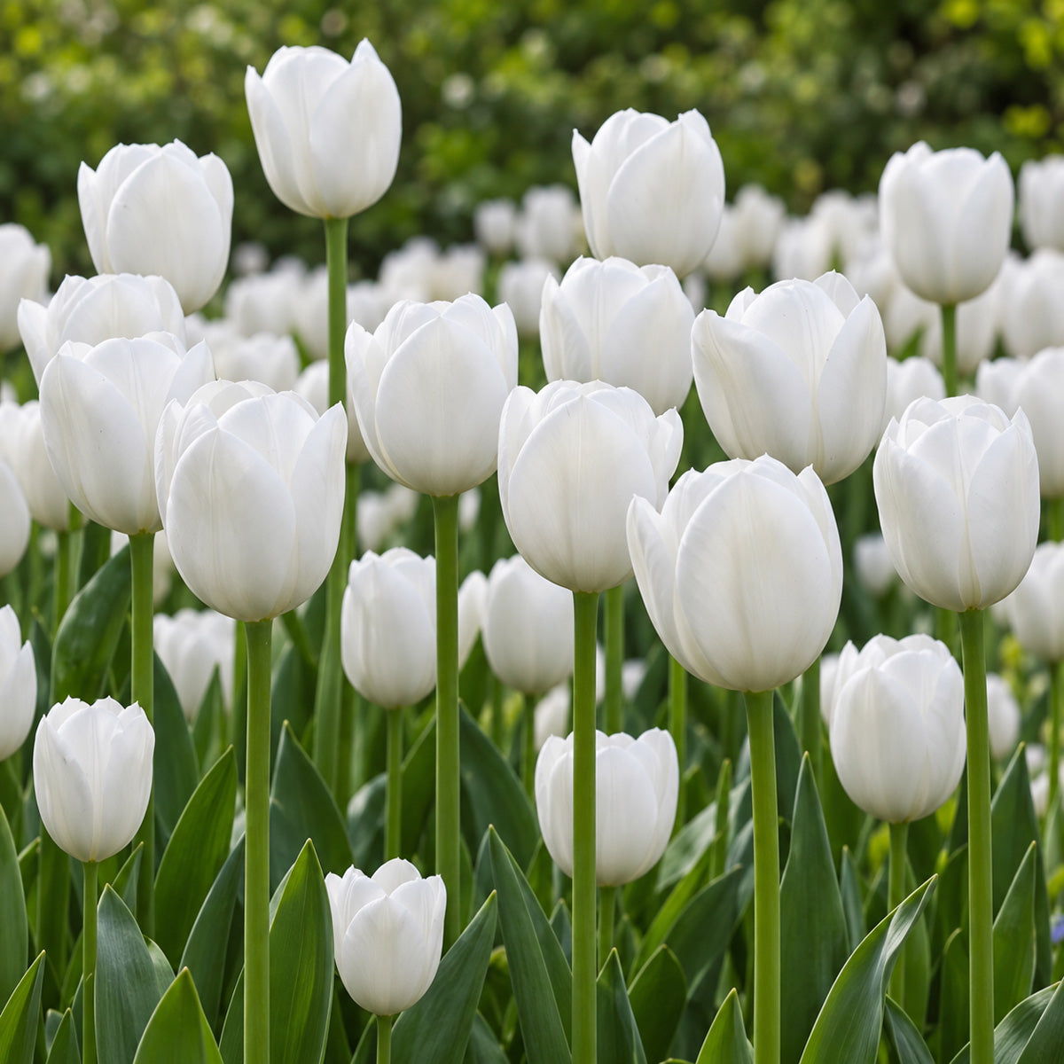 Tulip Royal Virgin