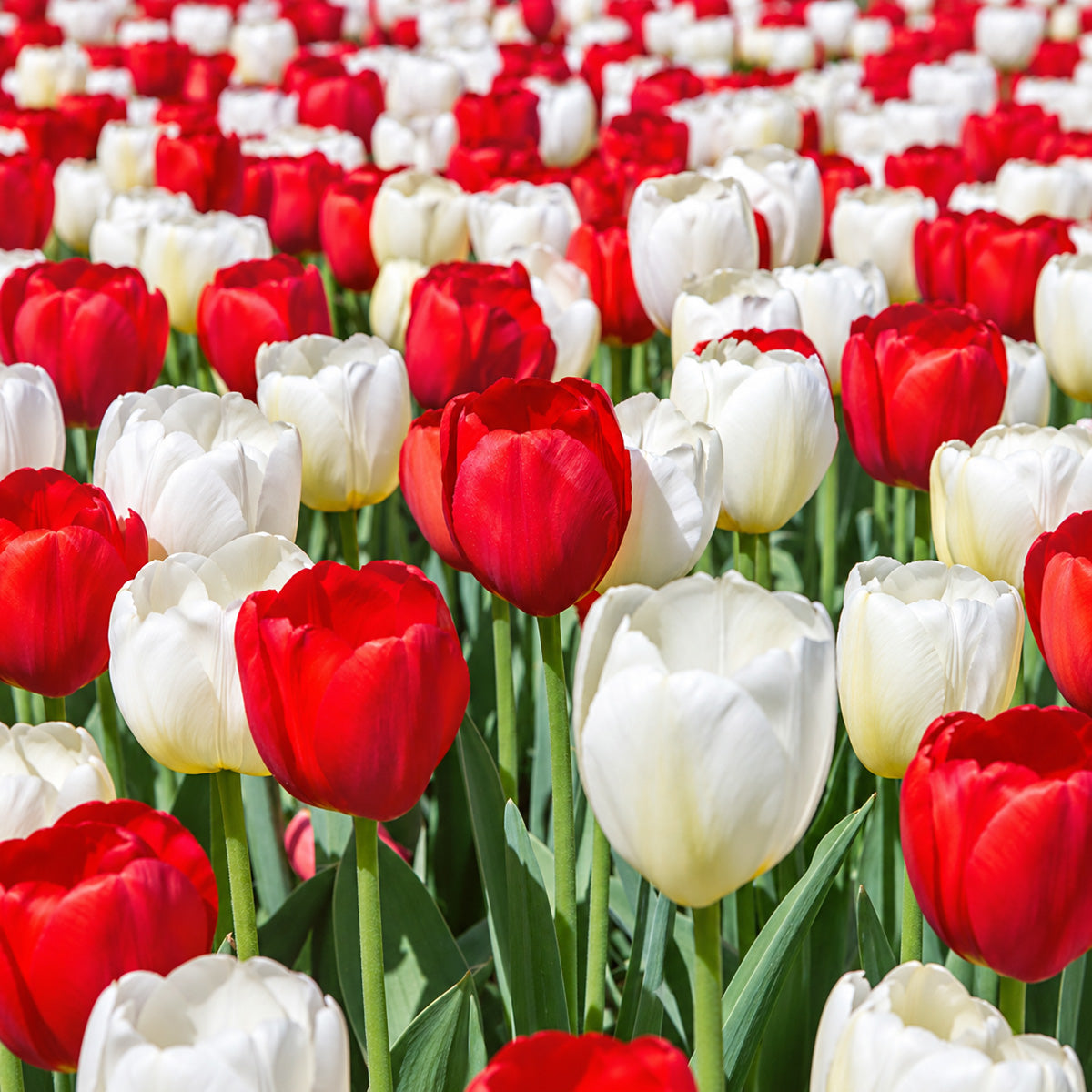 Tulip Red & White Blend
