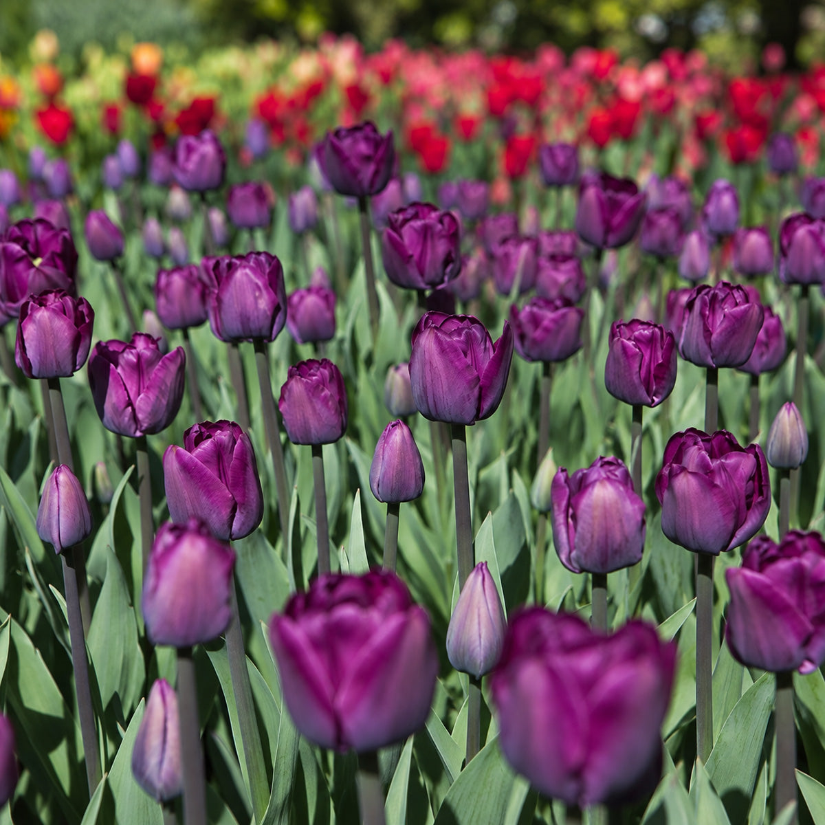 Tulip Saigon