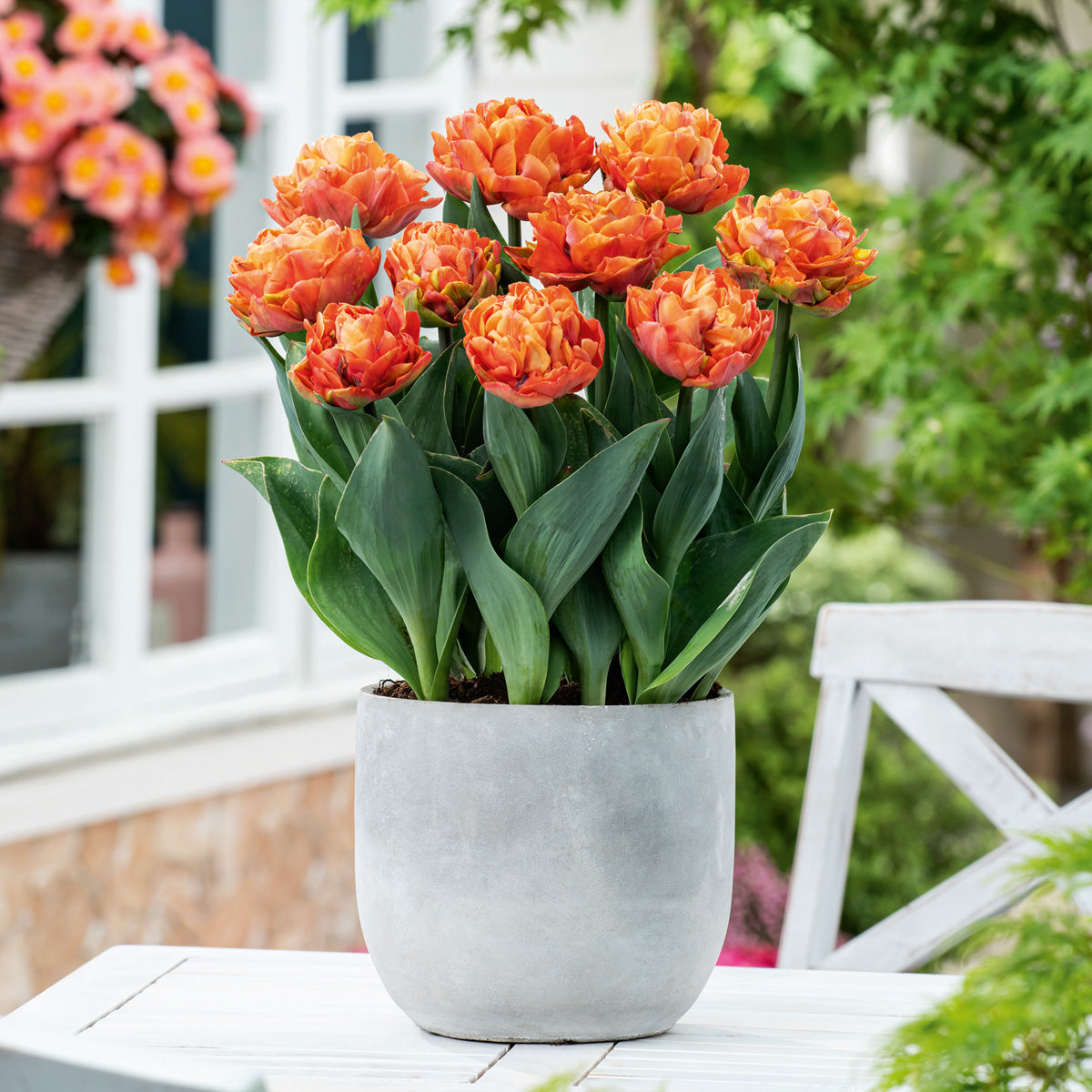 Tulip Valdivia