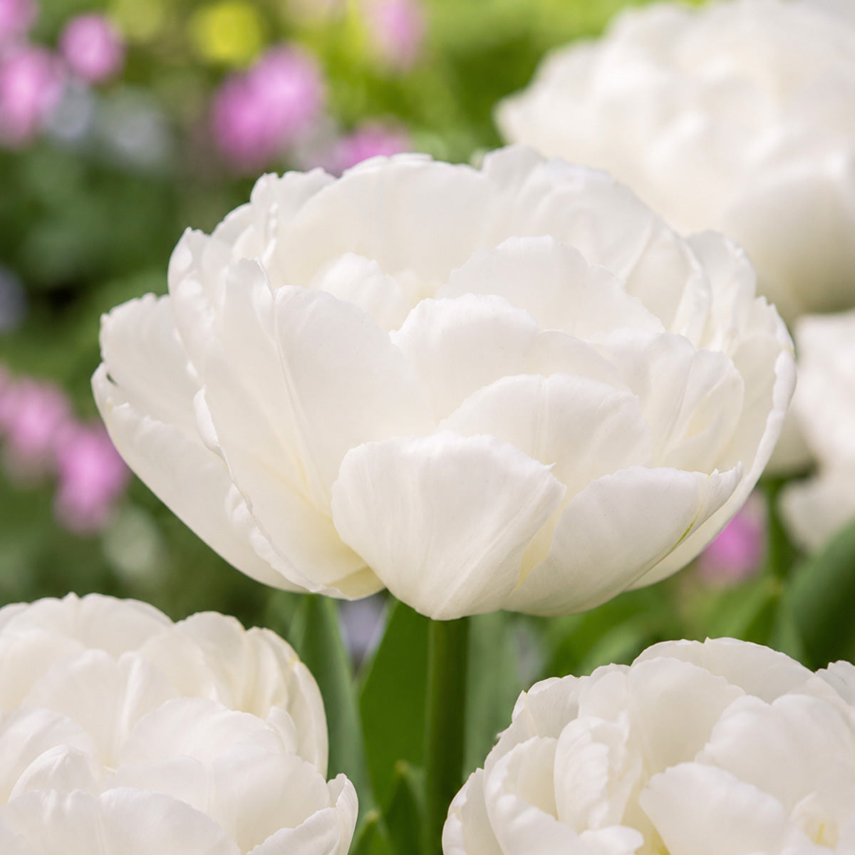 Tulip White Heart