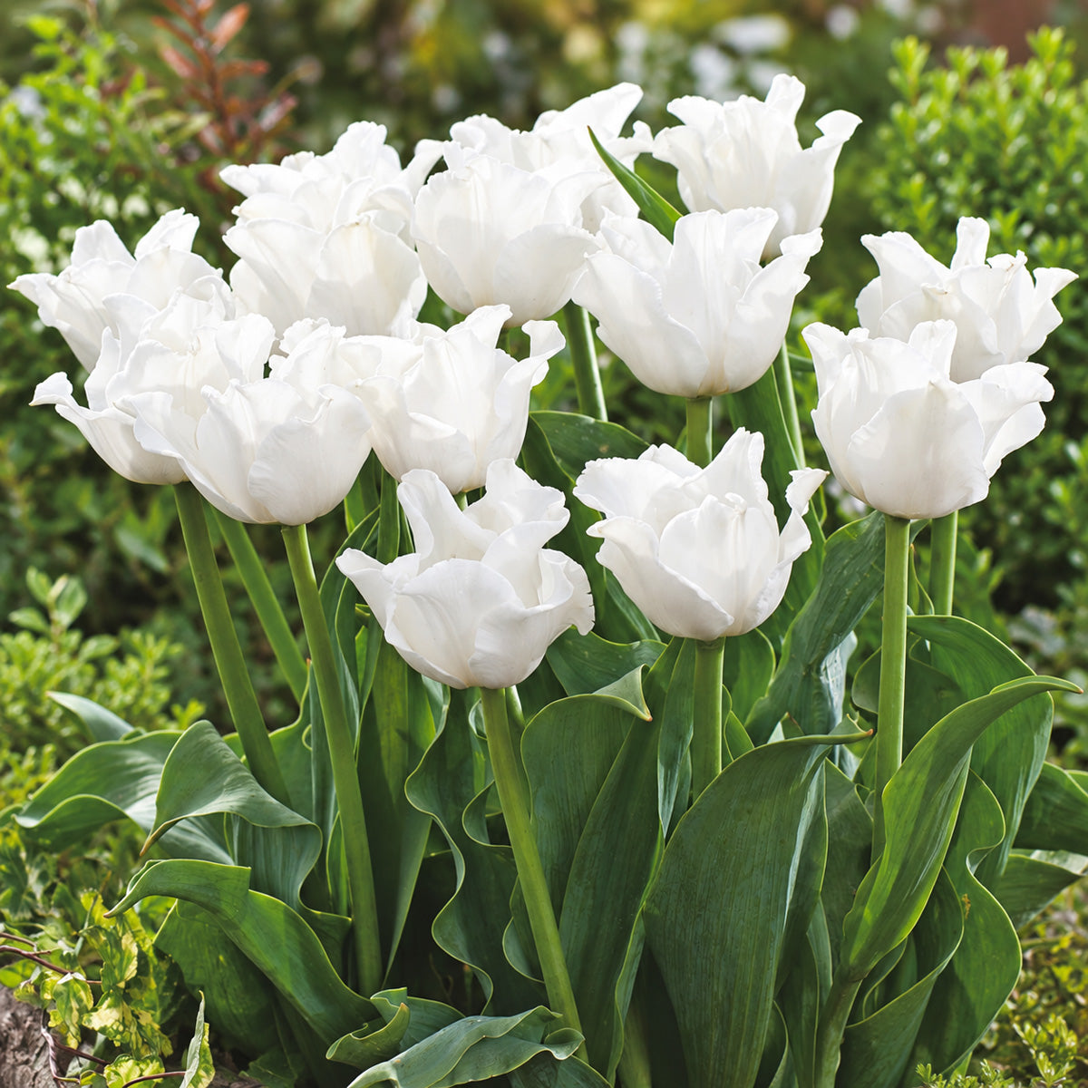 Tulip Liberty