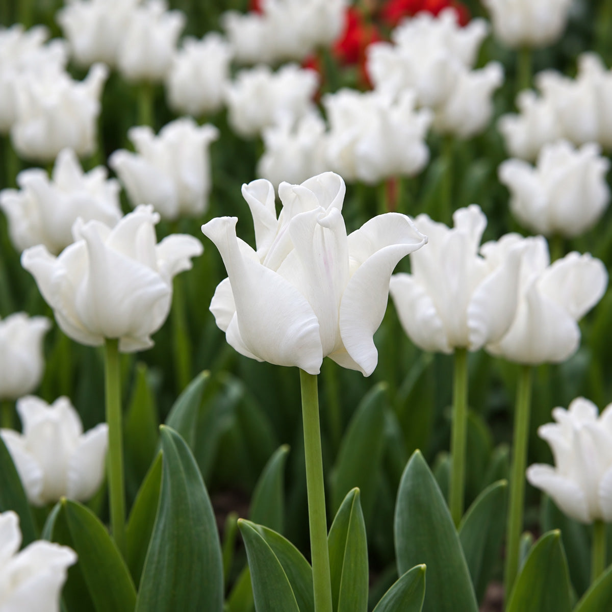 Tulip Liberty