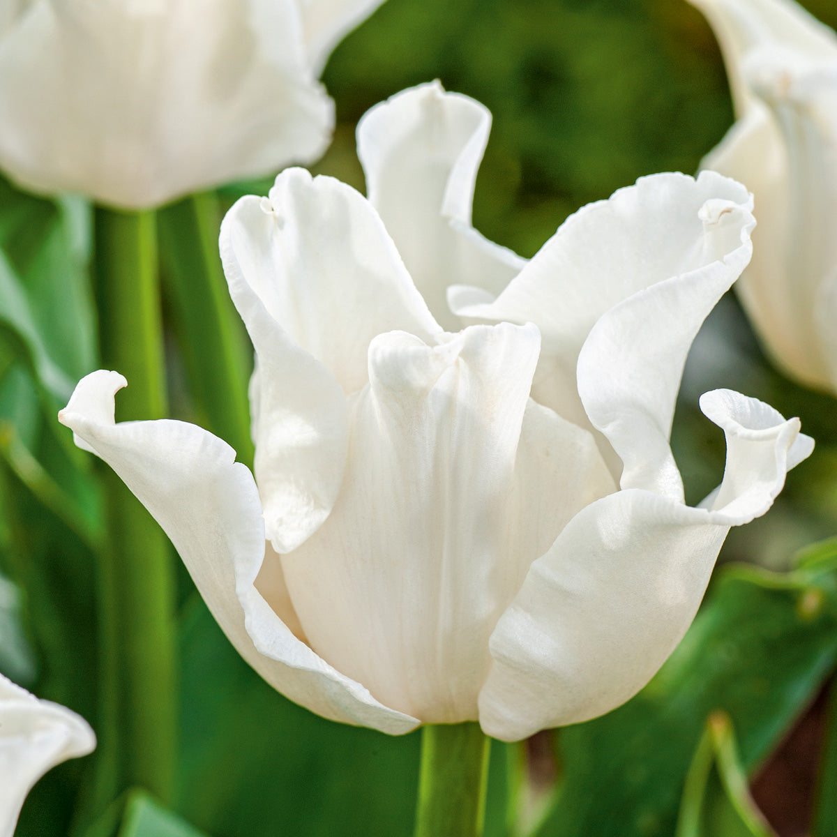 Tulip Liberty