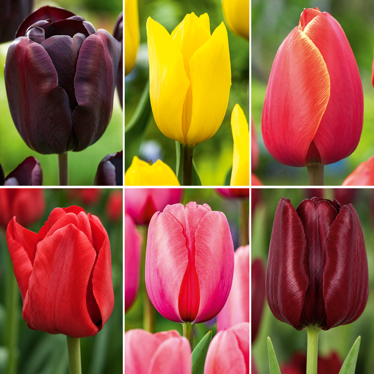 Tulip Twilight Flame Collection