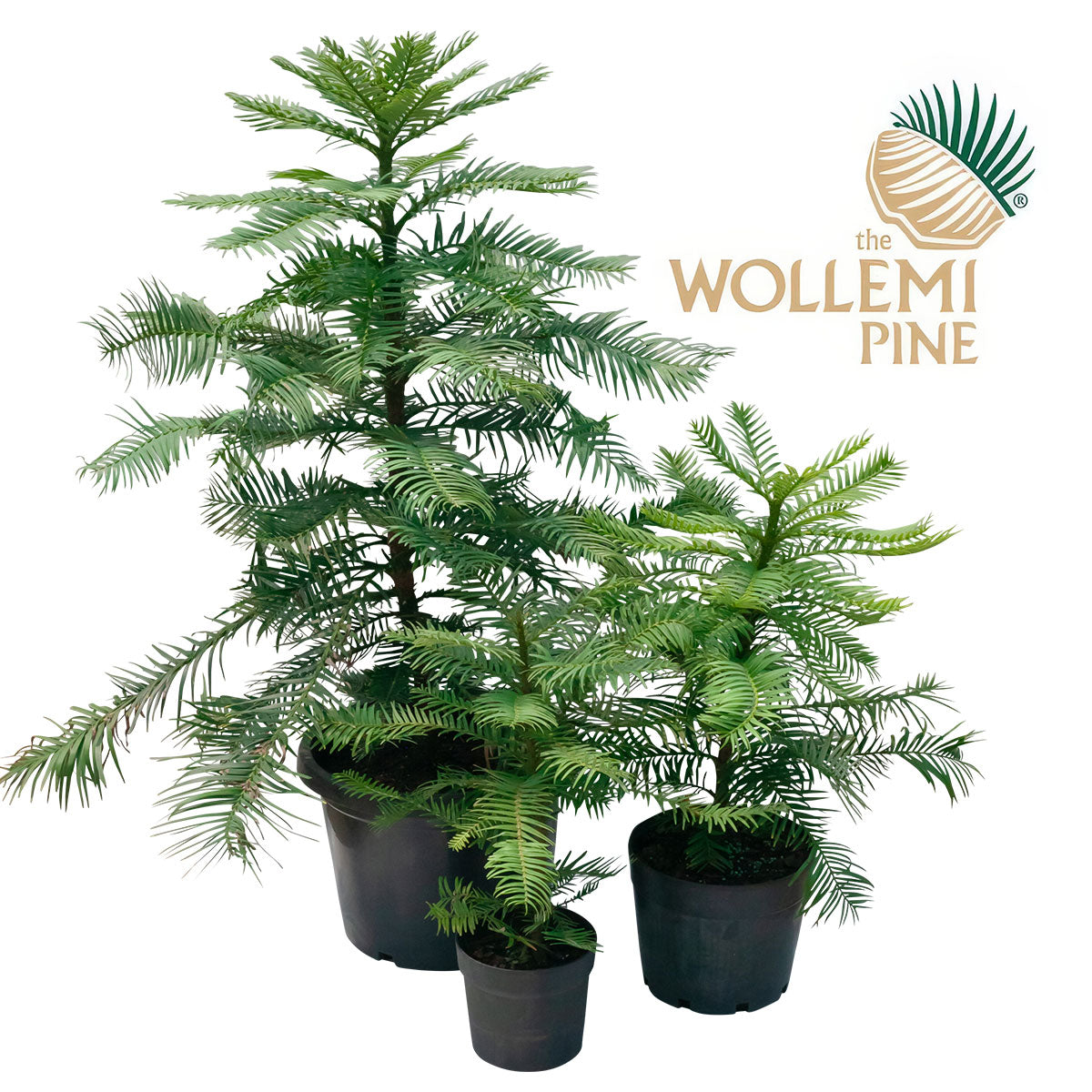 Wollemi Pine