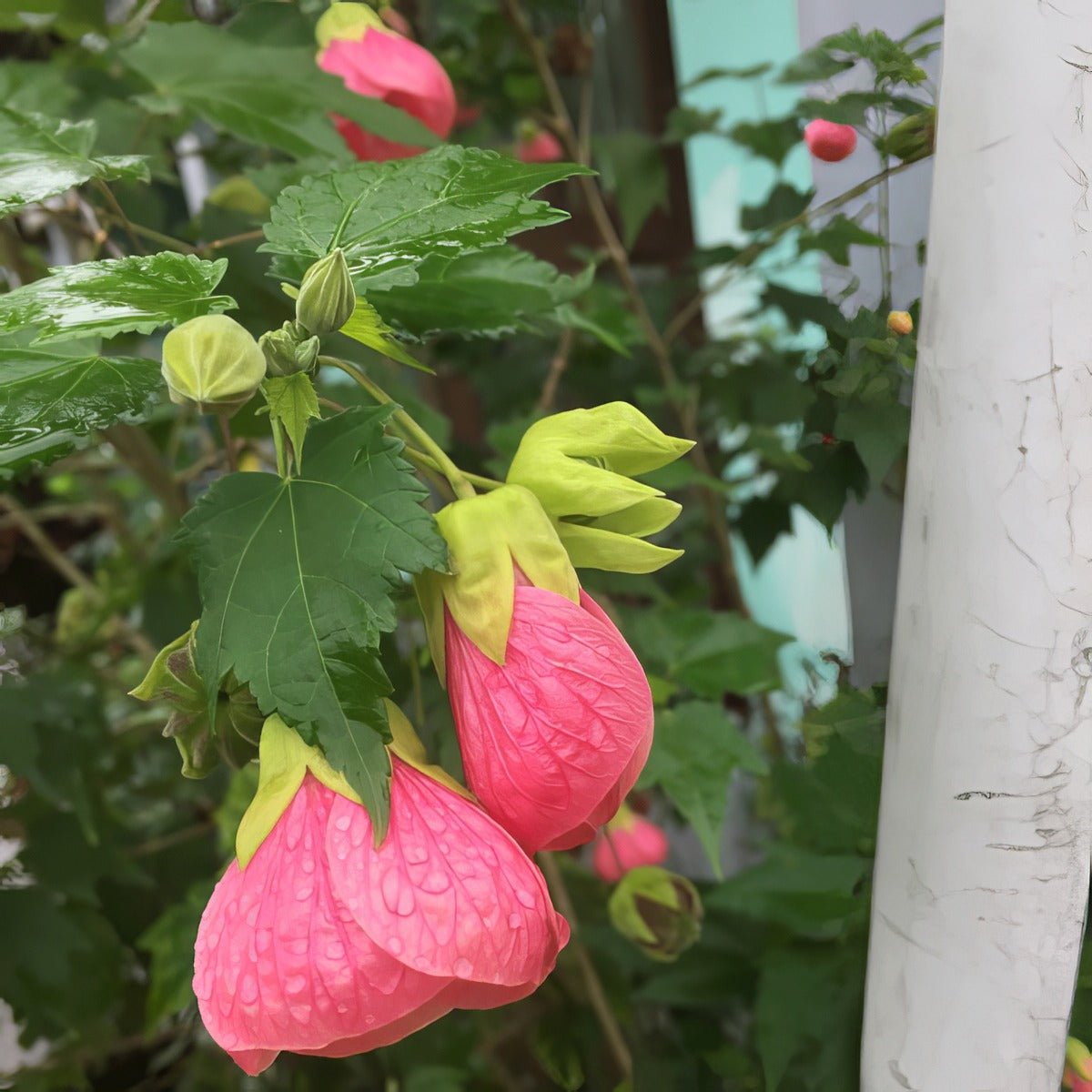 Abutilon Lucky Lantern Pink Lpoabullp - Garden Express Australia