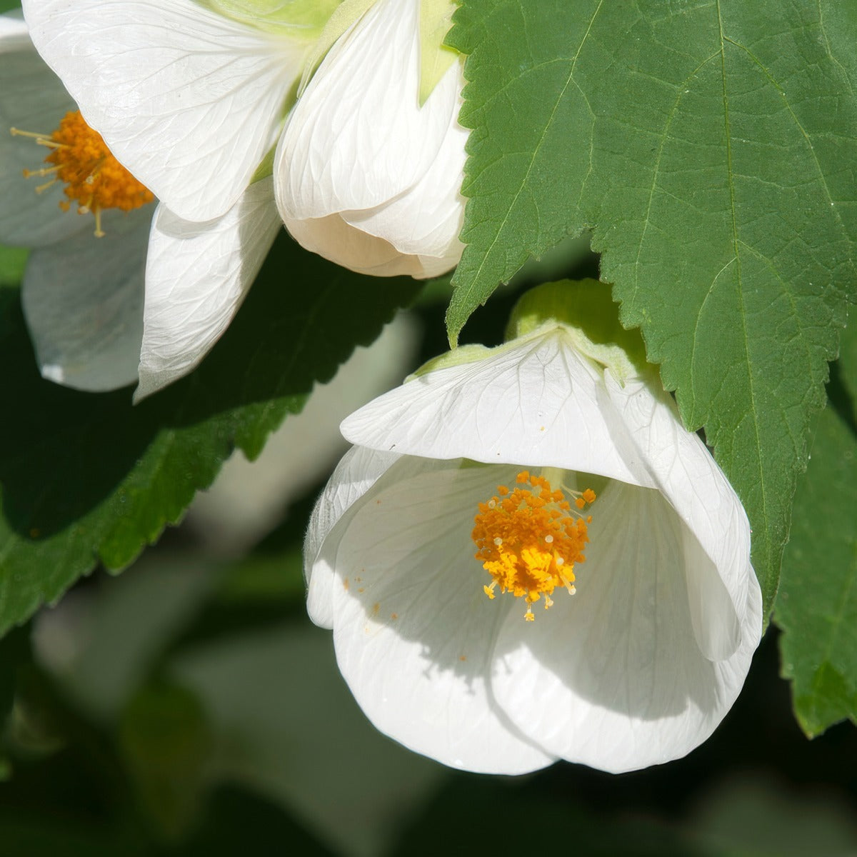 Abutilon White Lpoabuwhi - Garden Express Australia
