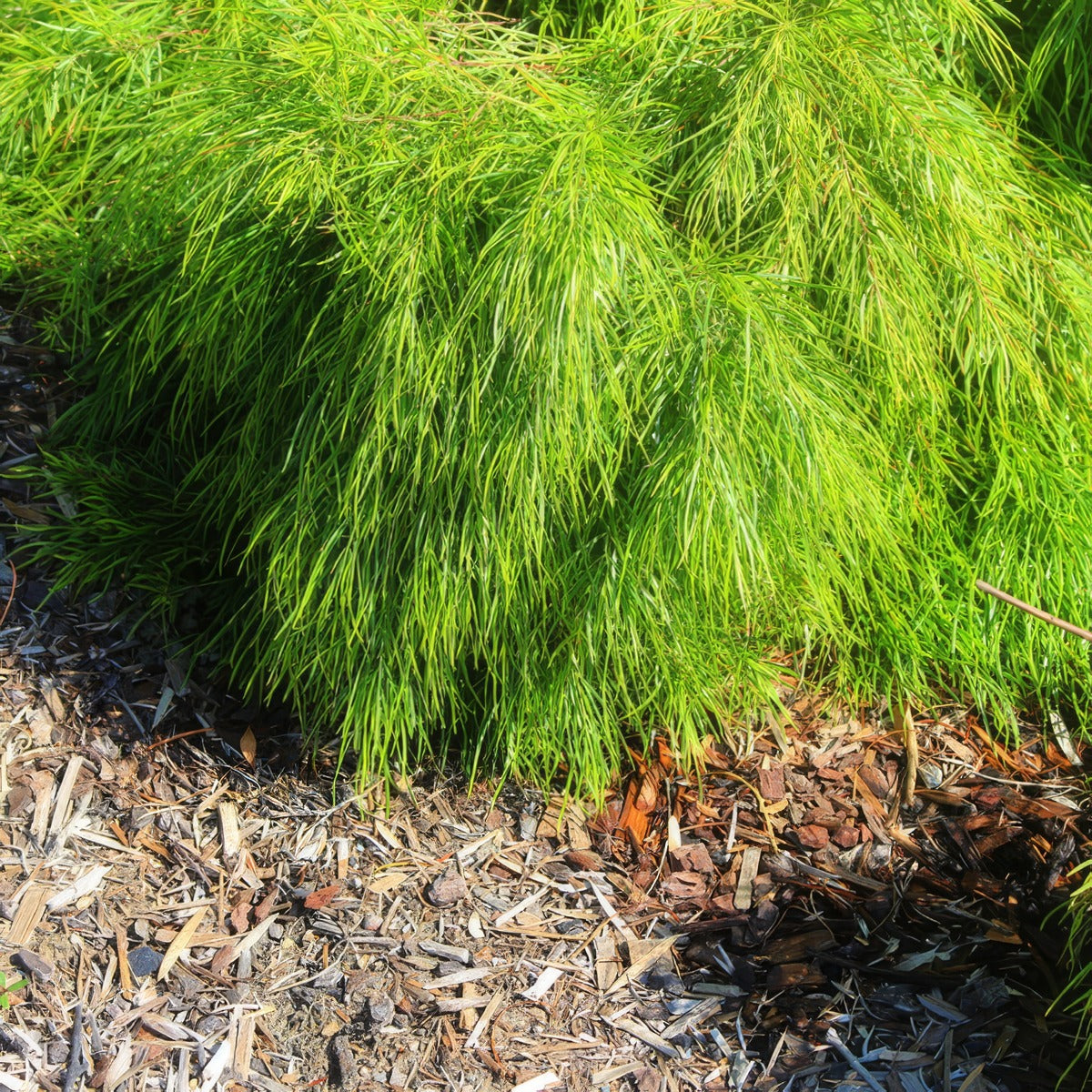 Acacia Cognata Limelight Pplacaclim - Garden Express Australia