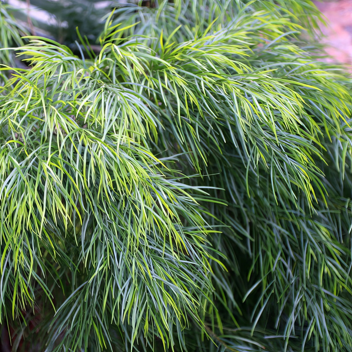 Acacia Mini Cog Pplacamco - Garden Express Australia