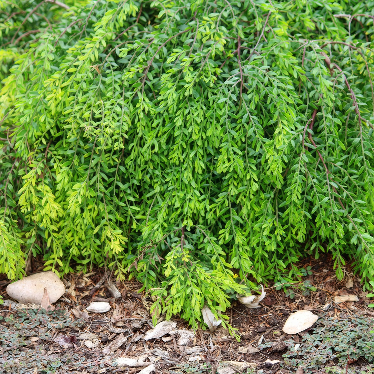Acacia Honeybun Lpoacahon - Garden Express Australia