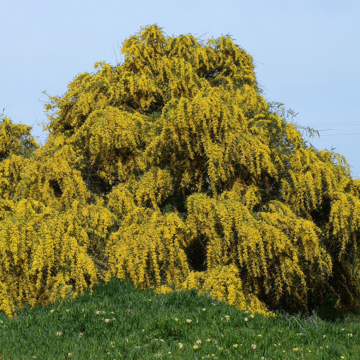 Acacia Saligna By Alvesgaspar Own Work Cc Via Wiki - Garden Express Australia