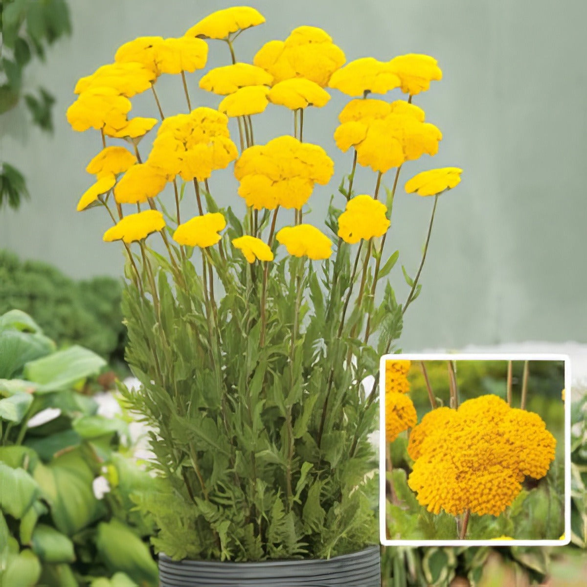 Achilla Cloth Of Gold Pkachcog - Garden Express Australia