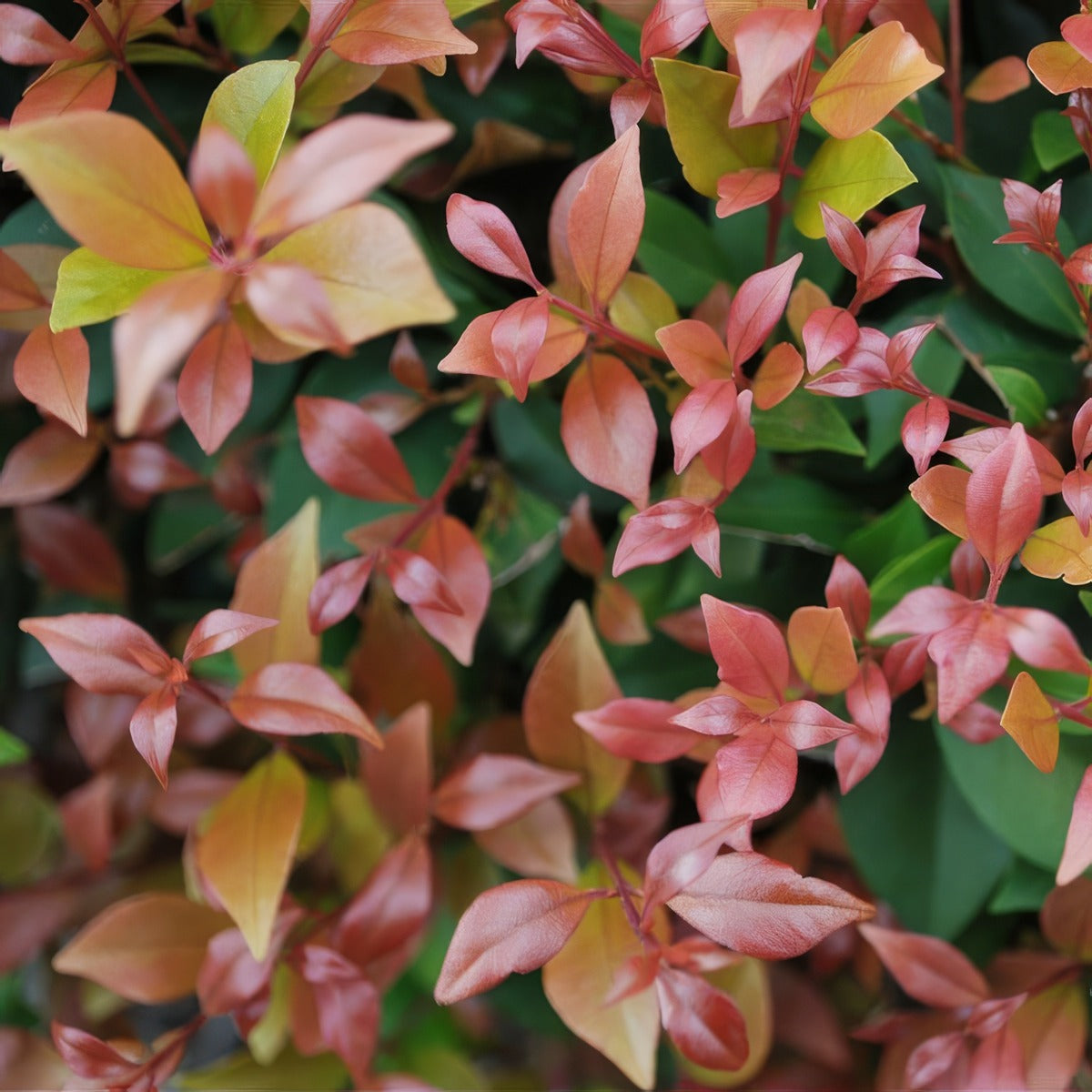 Acmena Allyn Magic Pplacmama - Garden Express Australia