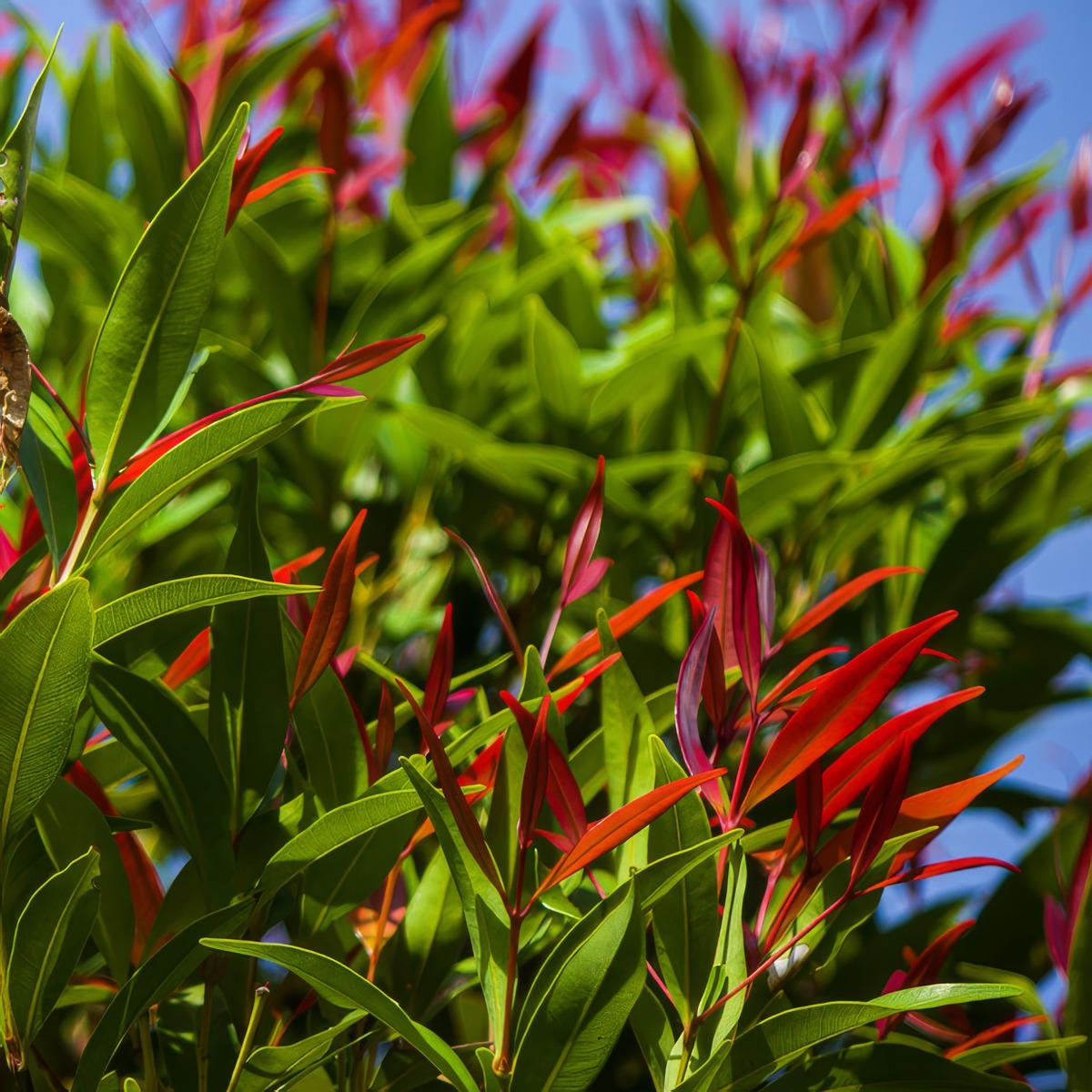 Acmena Cherry Black Lpoacmcbl - Garden Express Australia