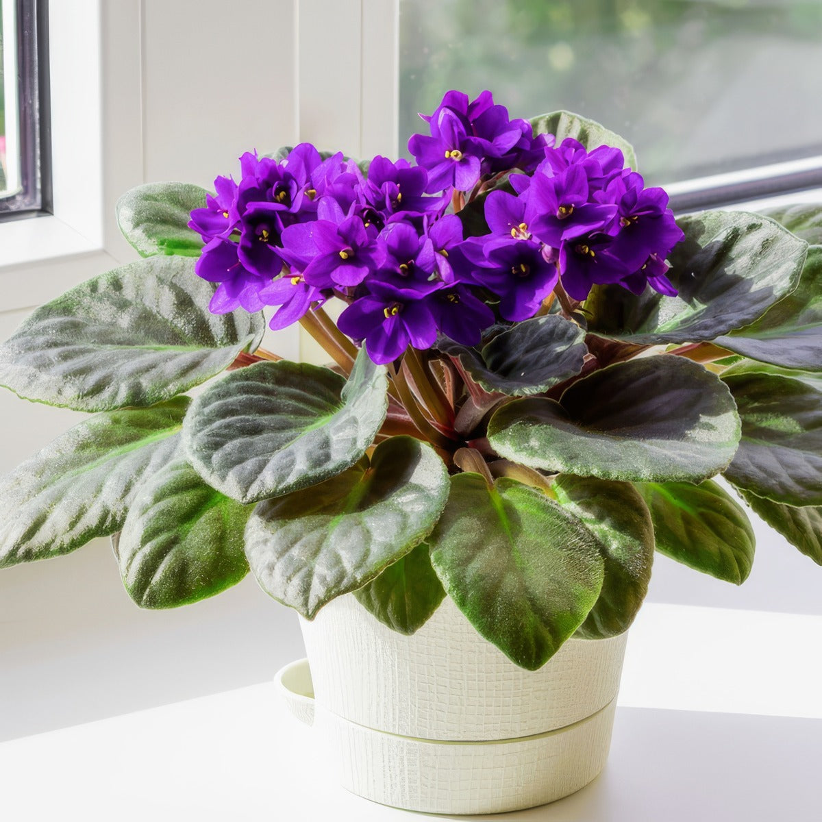 African Violet Maxi Alice Purple P10avimap - Garden Express Australia