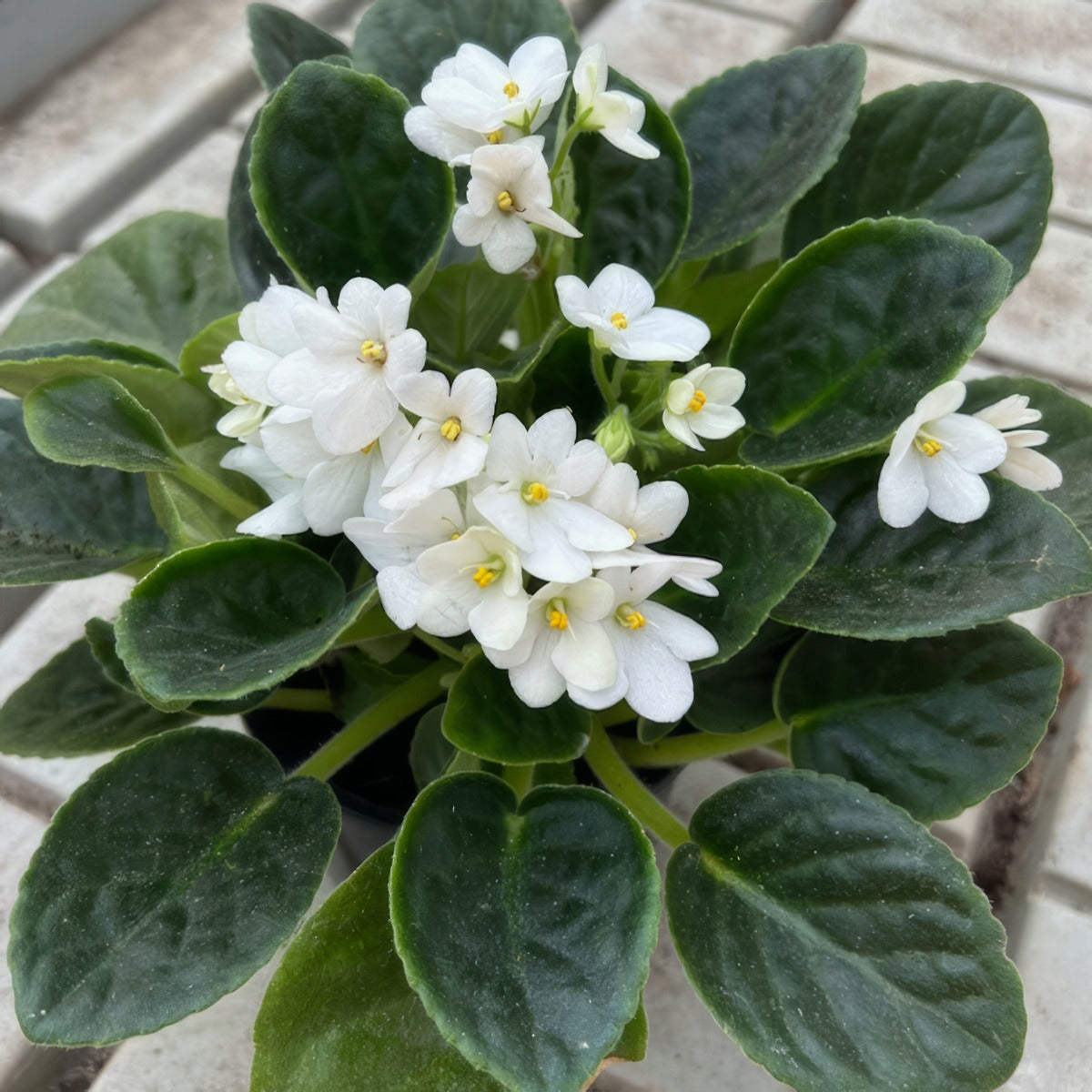 African Violet Maxi Marilyn P10avimma - Garden Express Australia