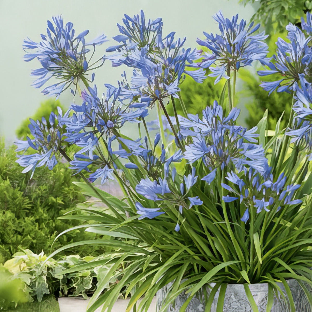 Agapanthus Baby Blue Pkagadbb - Garden Express Australia