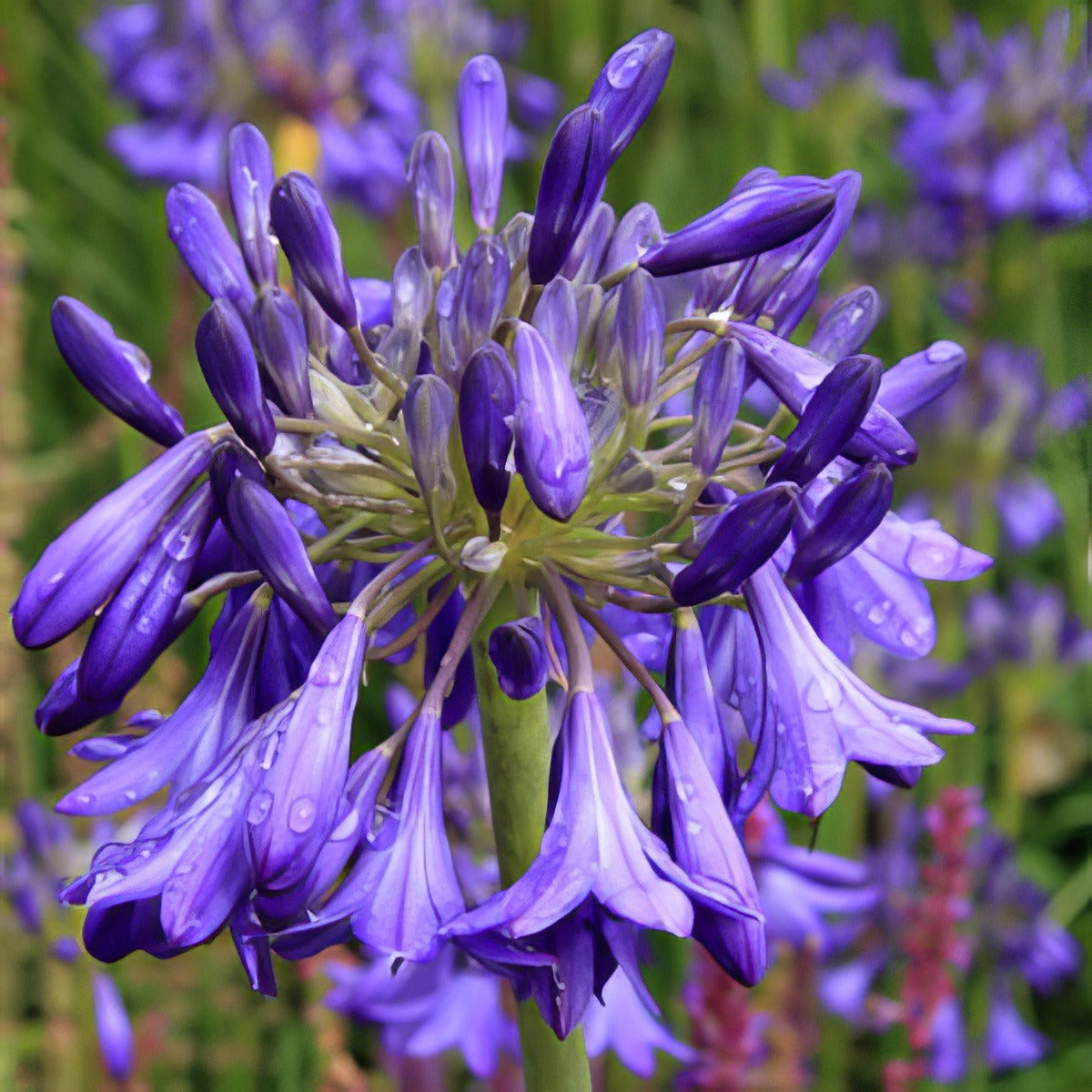 Agapanthus Purple Cloud 15 St - Garden Express Australia