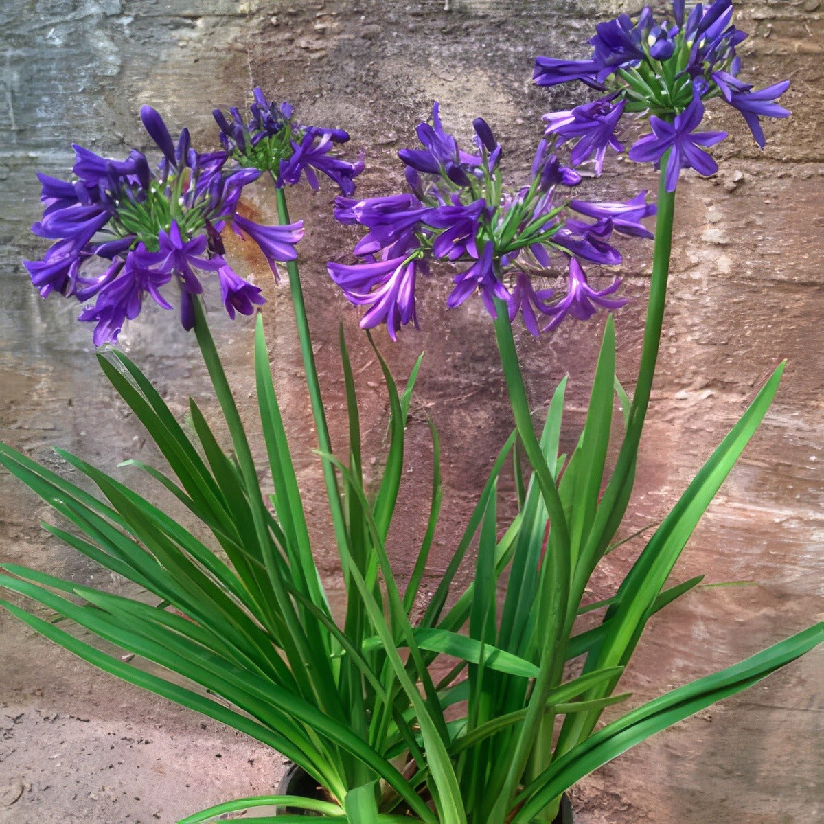 Agapanthus Sugar Plum Lpoagaspl - Garden Express Australia
