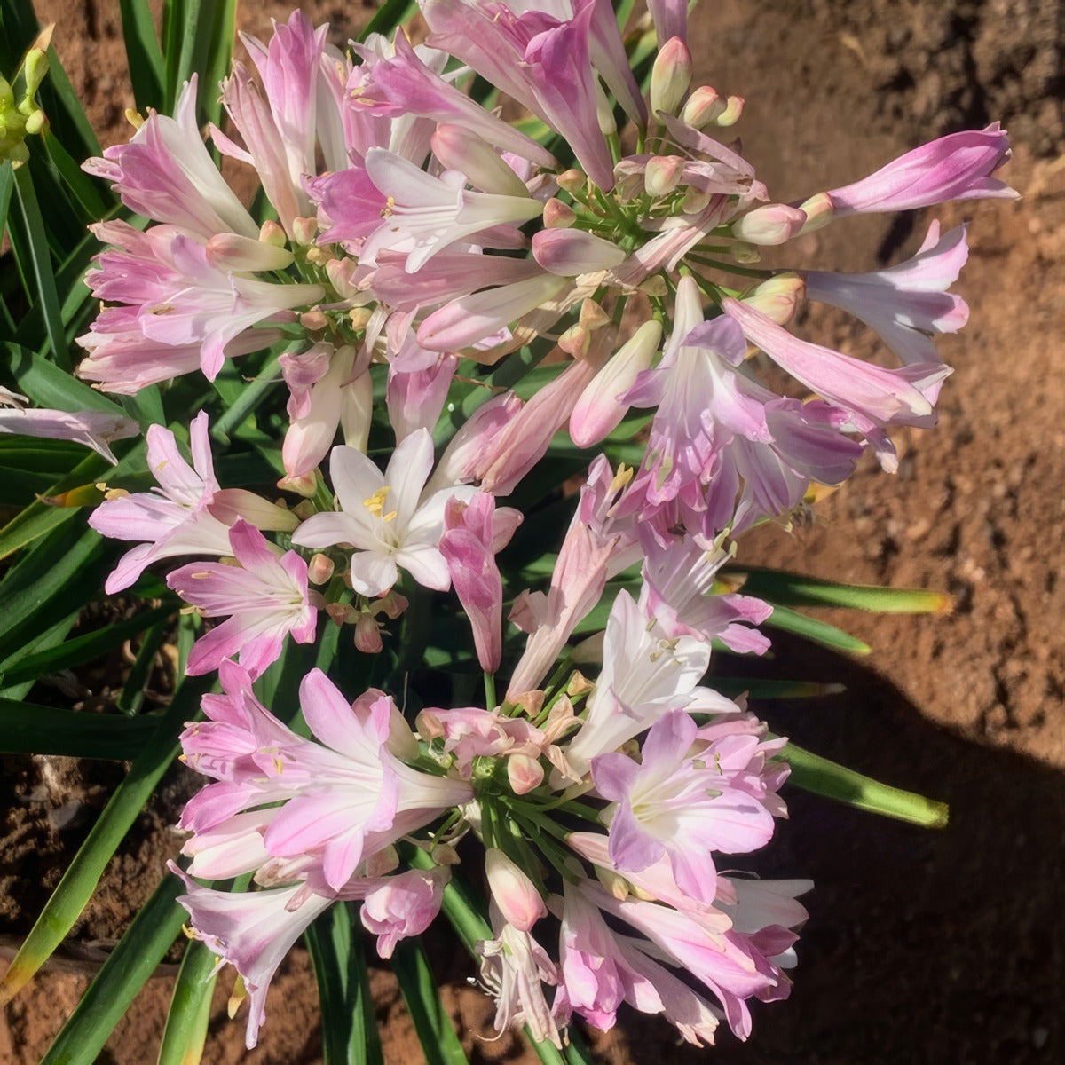 Agapanthus Blush Pink 1 - Garden Express Australia