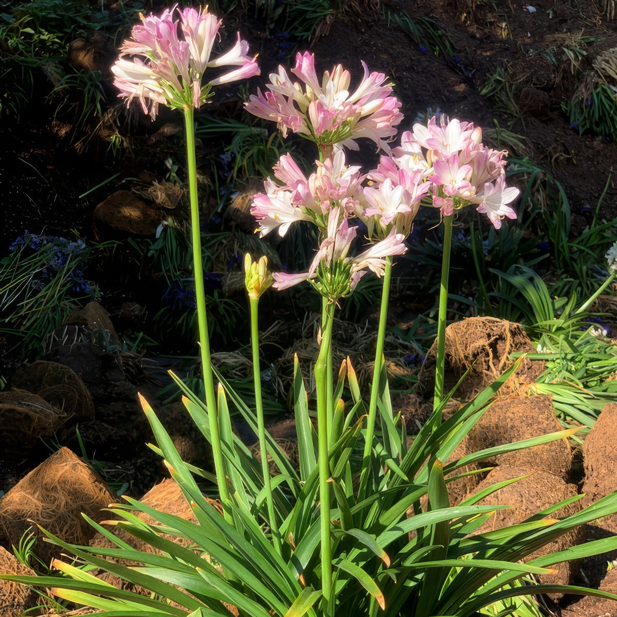 Agapanthus Blush Pink 2 - Garden Express Australia