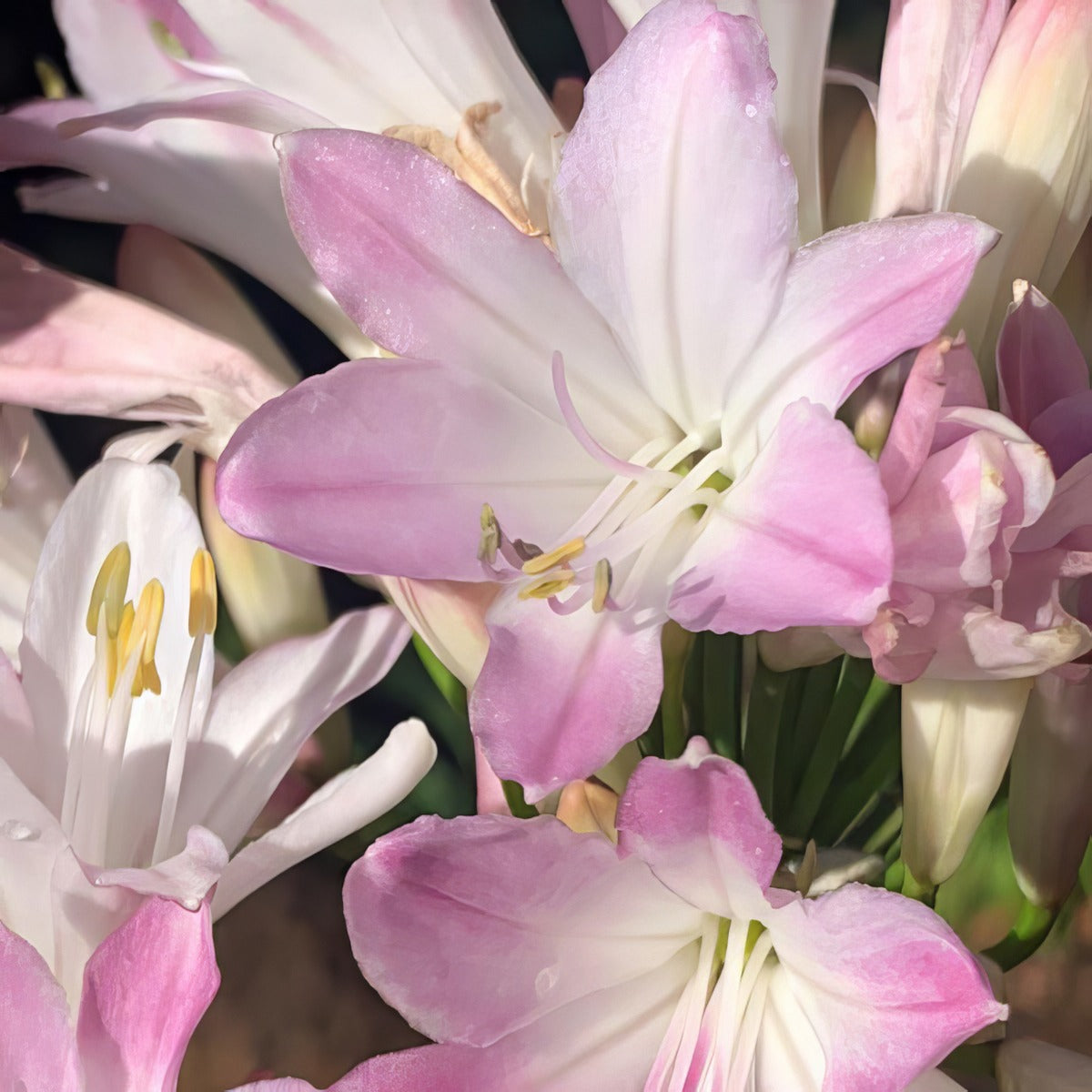 Agapanthus Blush Pink 3 - Garden Express Australia