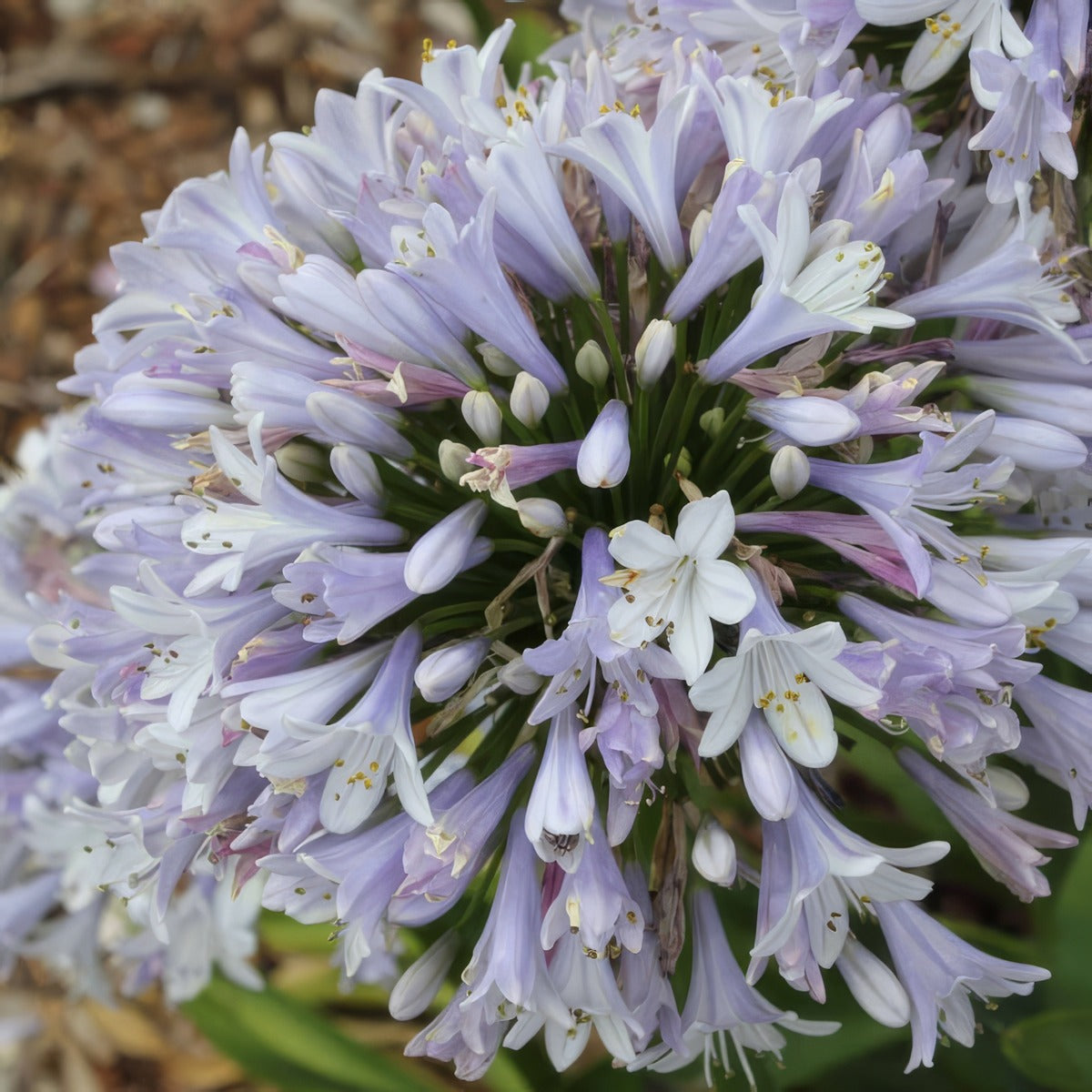 Agapanthus Cool Steel - Garden Express Australia