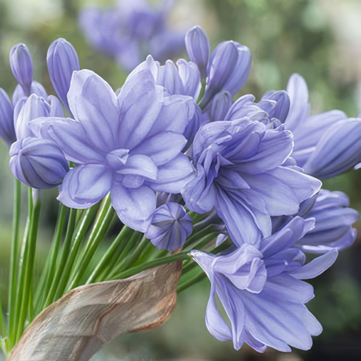 Agapanthus Double Delight Plaagadde 2020 - Garden Express Australia