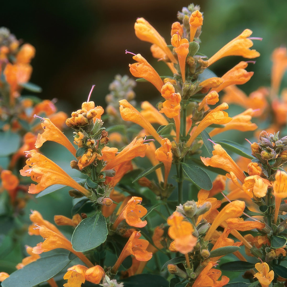 Agastache Arizona Sandstone P68agaast - Garden Express Australia