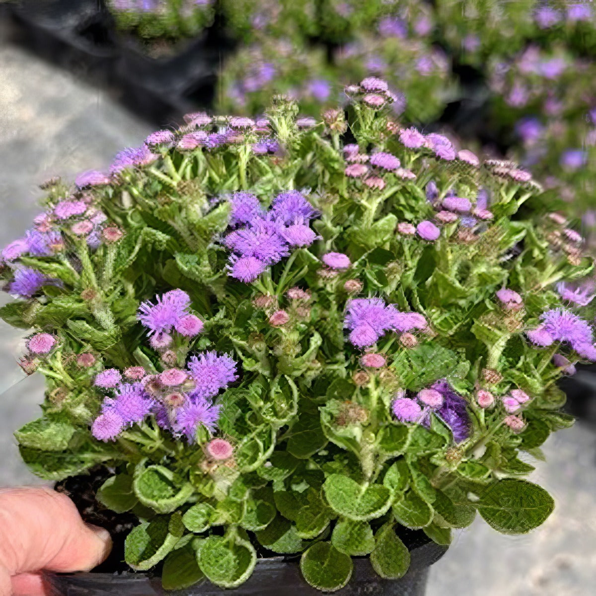 Ageratum Bumble Blue Pot - Garden Express Australia