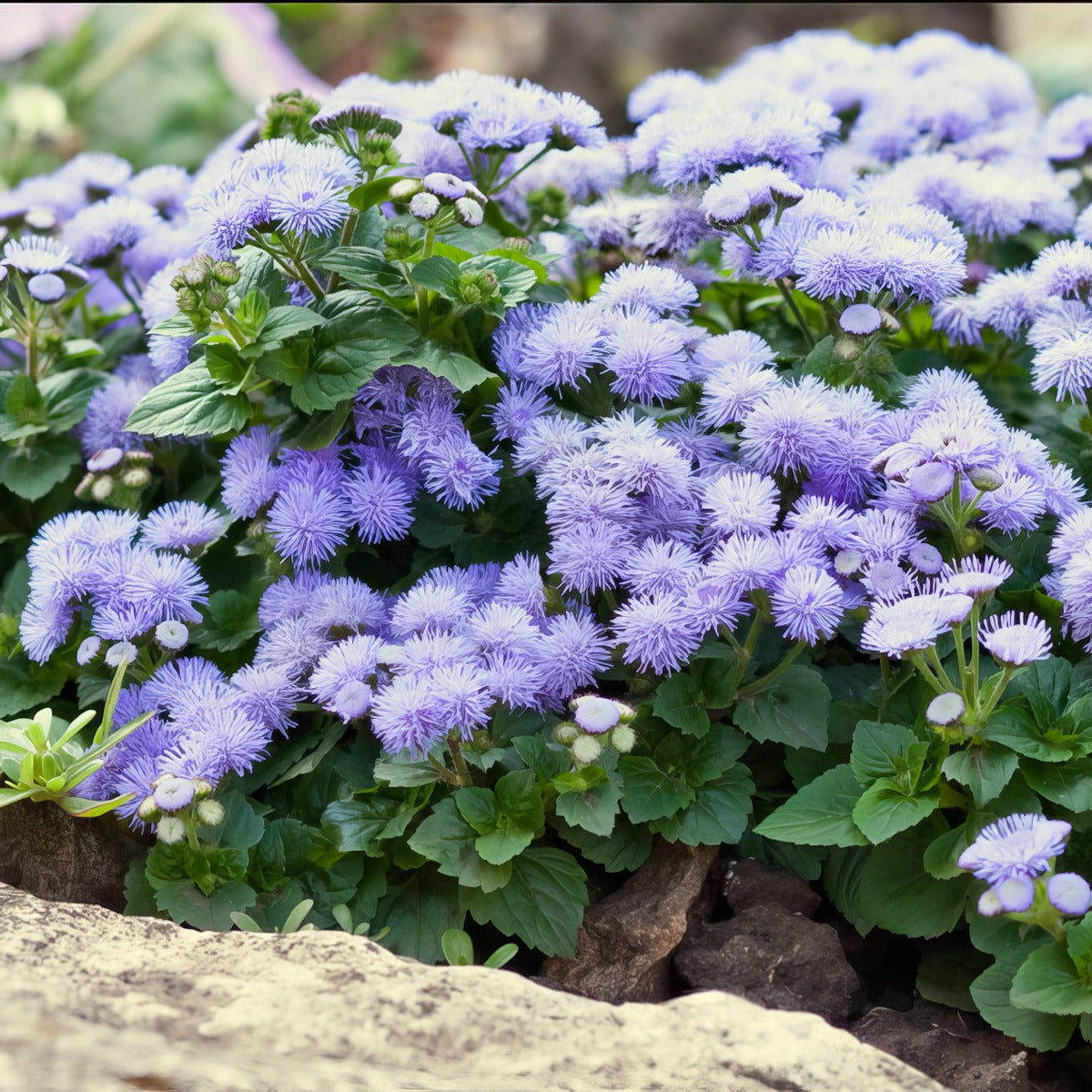 Ageratum Ariella Power Bicolour P68ageabi - Garden Express Australia