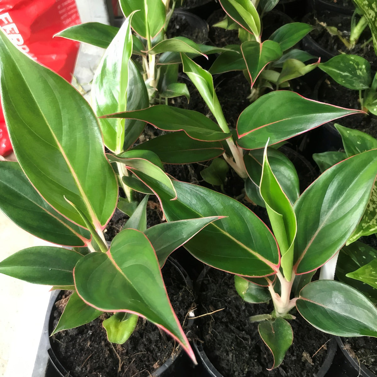 Aglaonema Sapphire 1 P10aglsap - Garden Express Australia