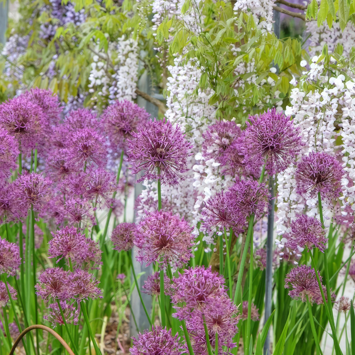 Allium Purple Rain 3 2025 Pkallpra - Garden Express Australia