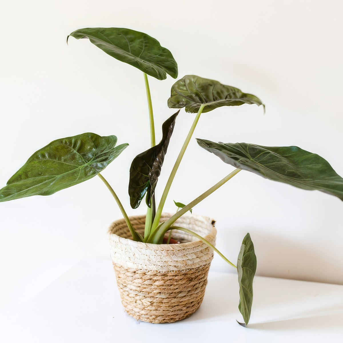 Alocasia Wentii 1p10alowen - Garden Express Australia