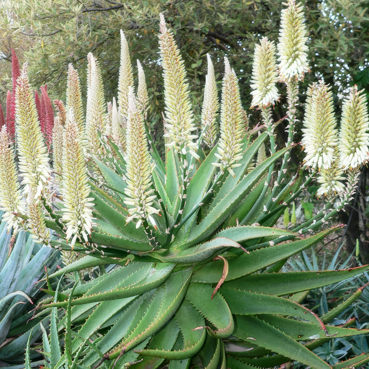 Aloe Ivory Tower Plaaloito - Garden Express Australia