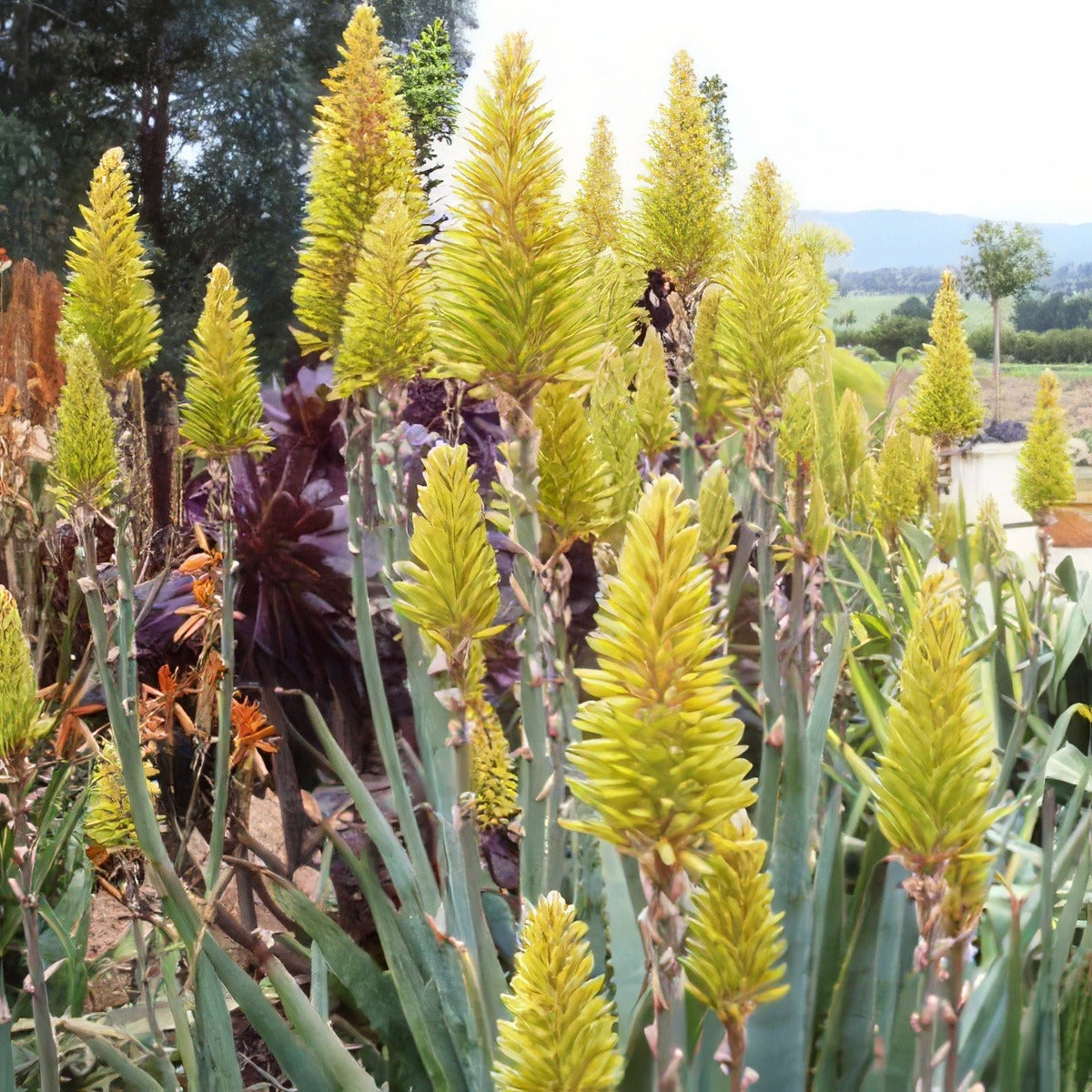 Aloe Moonglow 121 - Garden Express Australia