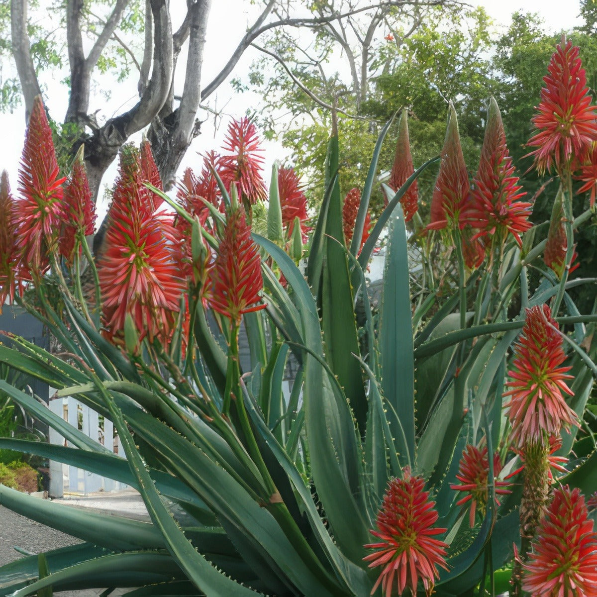 Aloe Super Red Plaalosre - Garden Express Australia