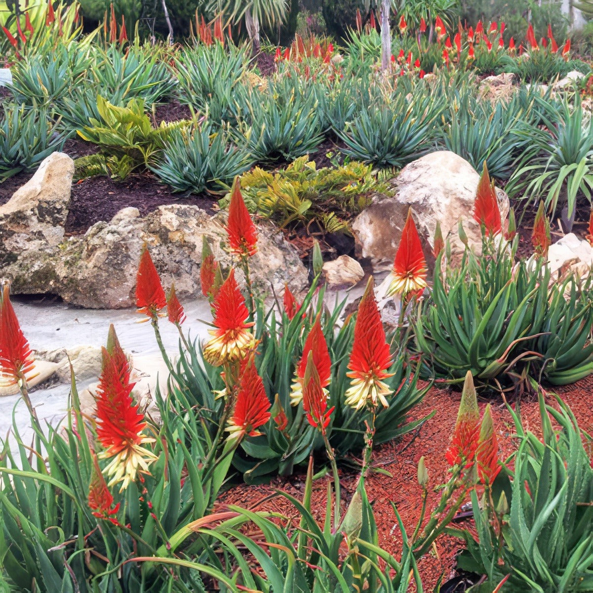 Aloe Venus 16 - Garden Express Australia