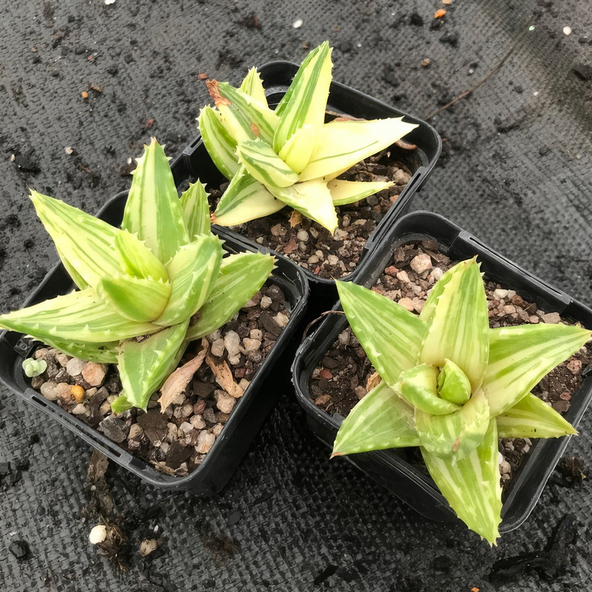 Aloe Mitriformis Variegata P68alomiv - Garden Express Australia