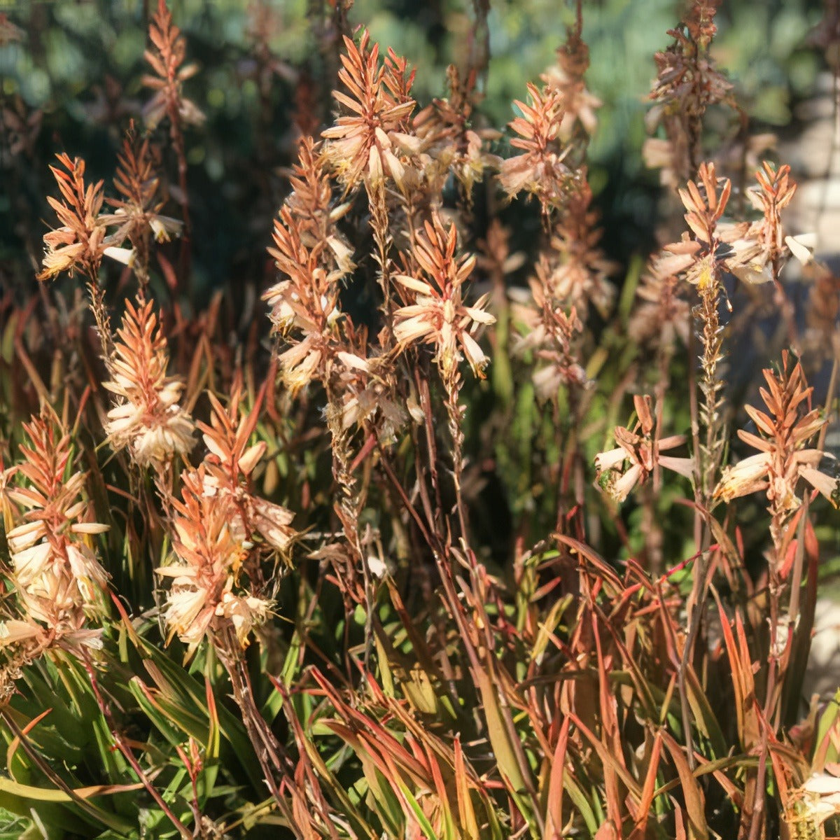Aloe Fairy Pink 2019 Plaalofpi - Garden Express Australia