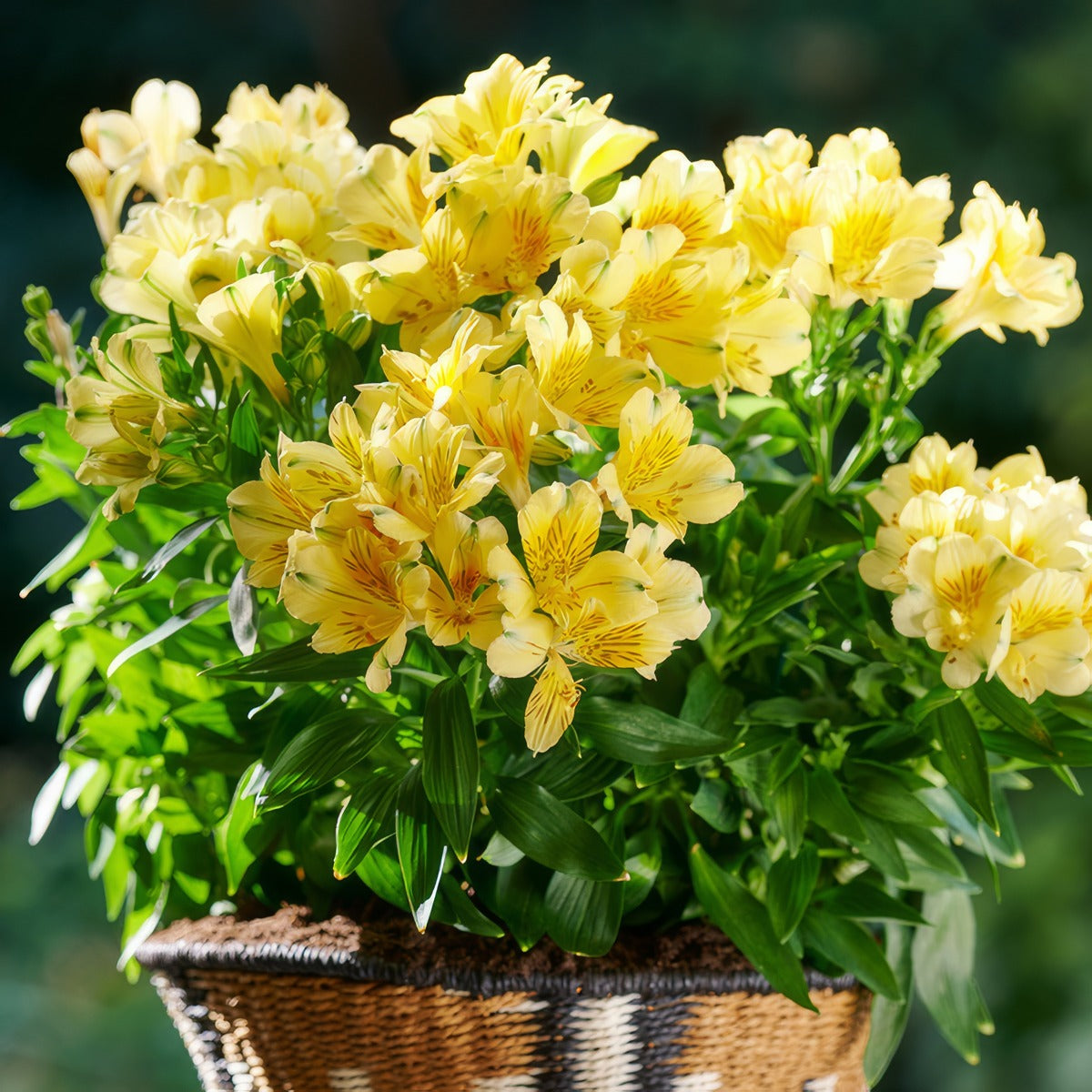 Alstroemeria Inticancha Havana P68alsiha - Garden Express Australia