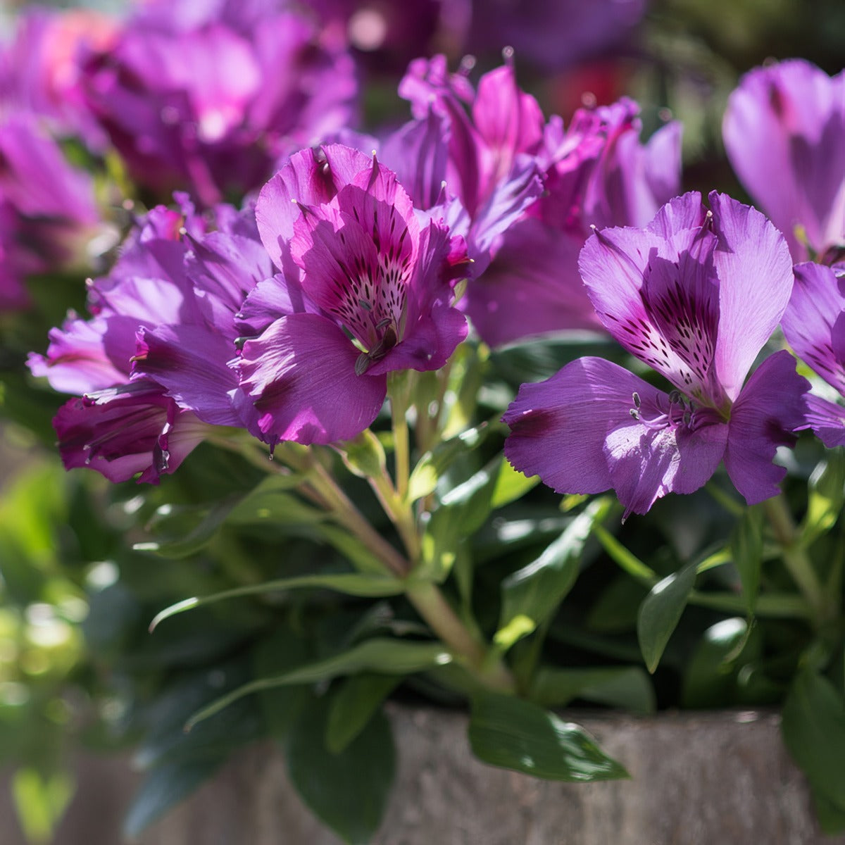Alstroemeria Inticancha Indigo P68alsiin - Garden Express Australia