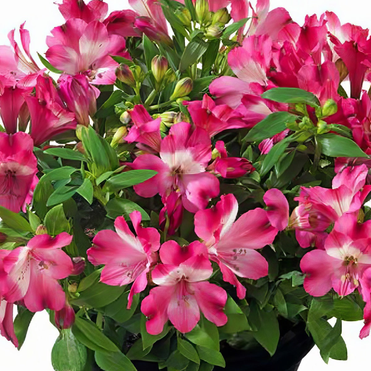 Alstroemeria Inticancha Romance P68alsiro - Garden Express Australia